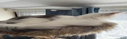 Maine Coon cats for sale: 🐾 Maine Coon Girl Looking for Her Forever Home🐾  - Advert 9