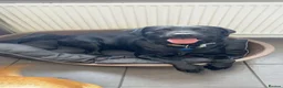 Labrador Retriever dogs for stud: BLACK LABRADOR FOR STUD - Advert 1