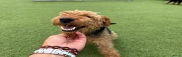 Welsh Terrier dogs for sale: Welsh terrier  - Advert 3