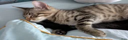 Bengal cats for sale: Friendly Adorable Bengal kittens  - Advert 11