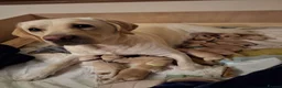 Labrador Retriever dogs for sale: Beautiful Kennel Club Registered Labrador Puppies in Ayr - Advert 2
