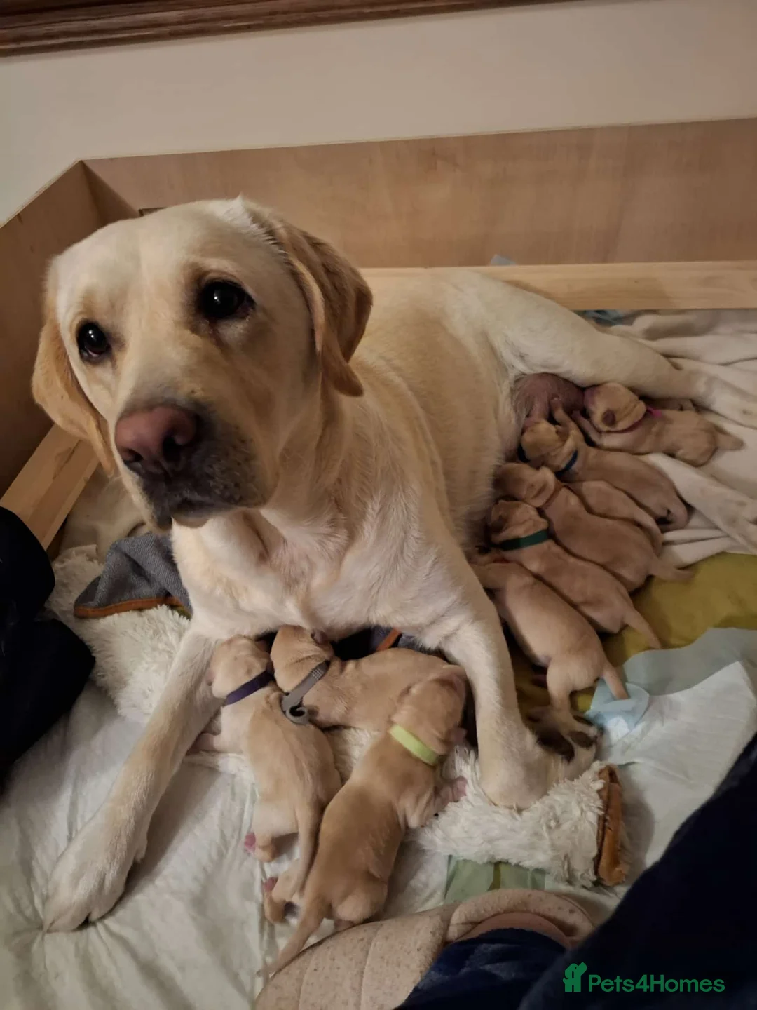 Labrador Retriever dogs for sale: Beautiful Kennel Club Registered Labrador Puppies in Ayr - Advert 2