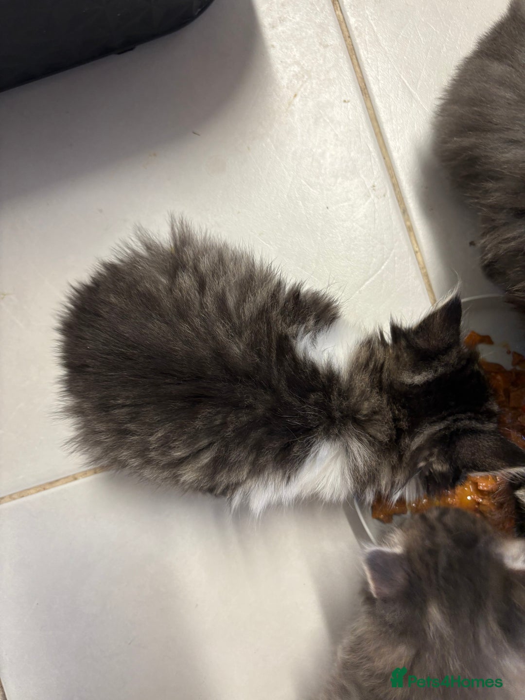 Domestic Shorthair cats for sale: 2 princes an 2 princess kittens  - Image 26
