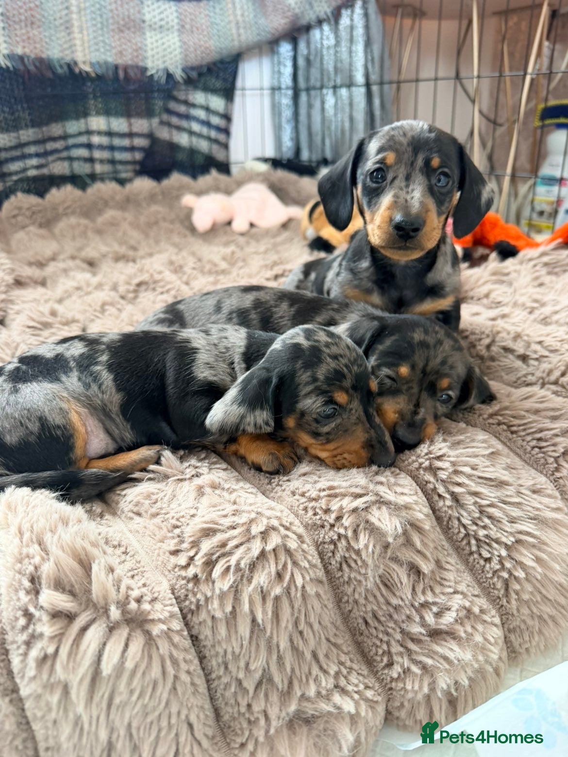 Miniature Dachshund dogs Beautiful babies - Advert 10