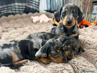 Miniature Dachshund dogs Beautiful babies - Advert 1