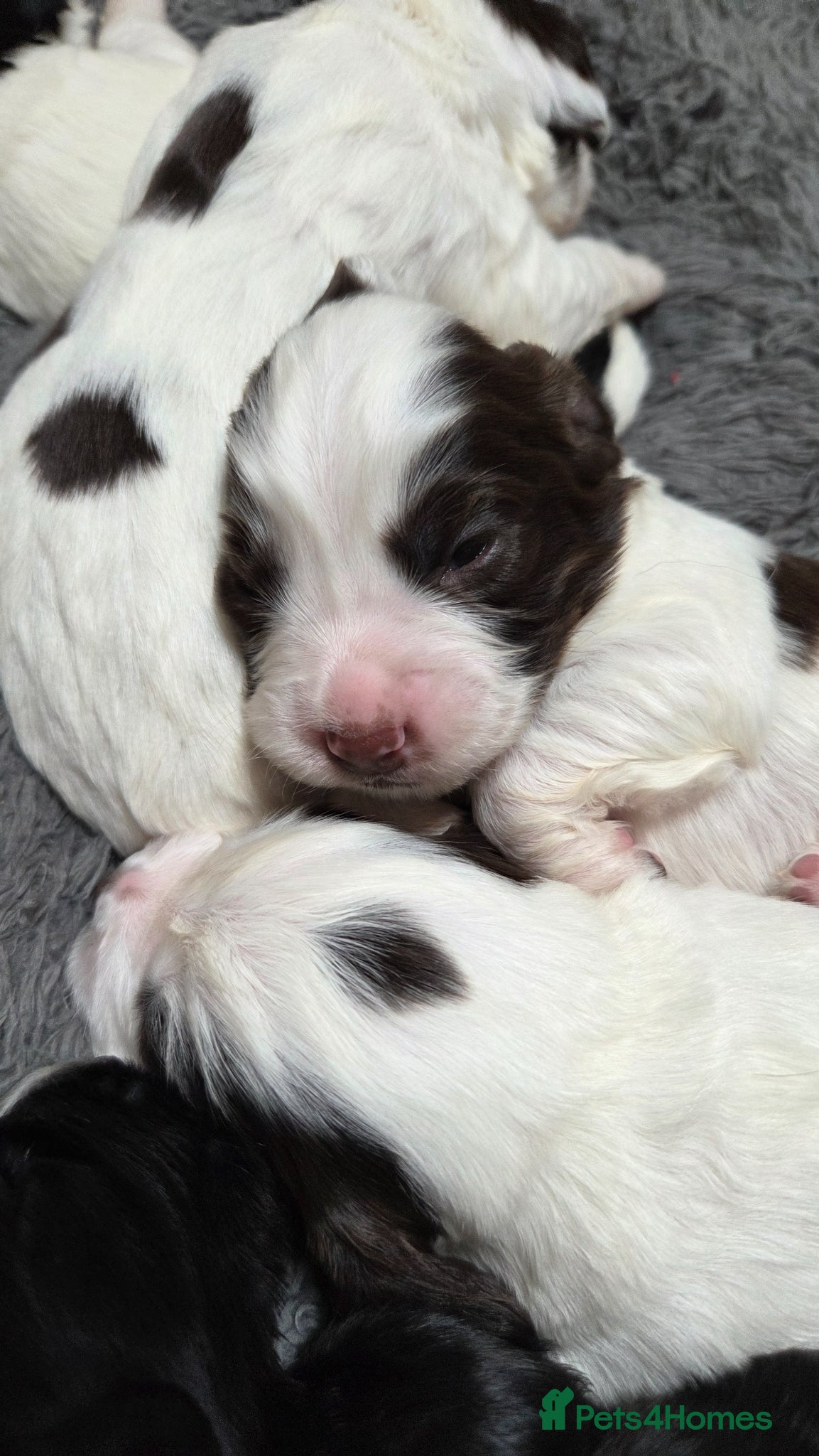 Sprocker dogs for sale: Six Springer/Cocker Spaniels.  - Advert 7