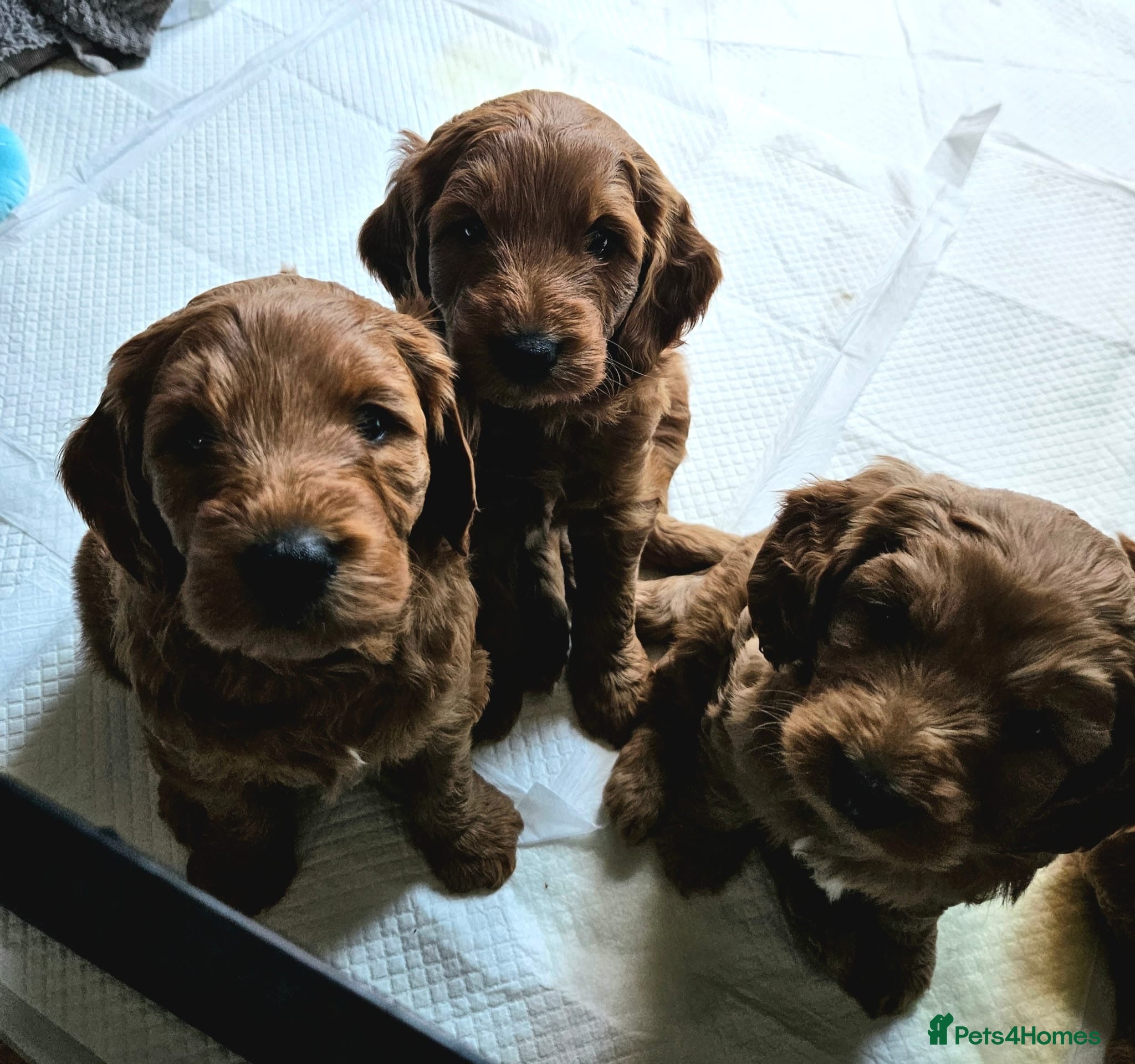 Mini Goldendoodle dogs ** 5 beautiful mini golden doodle puppies ** - Advert 2