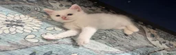 Bengal cats for sale: Bengal X kittens  in Bristol - Advert 8
