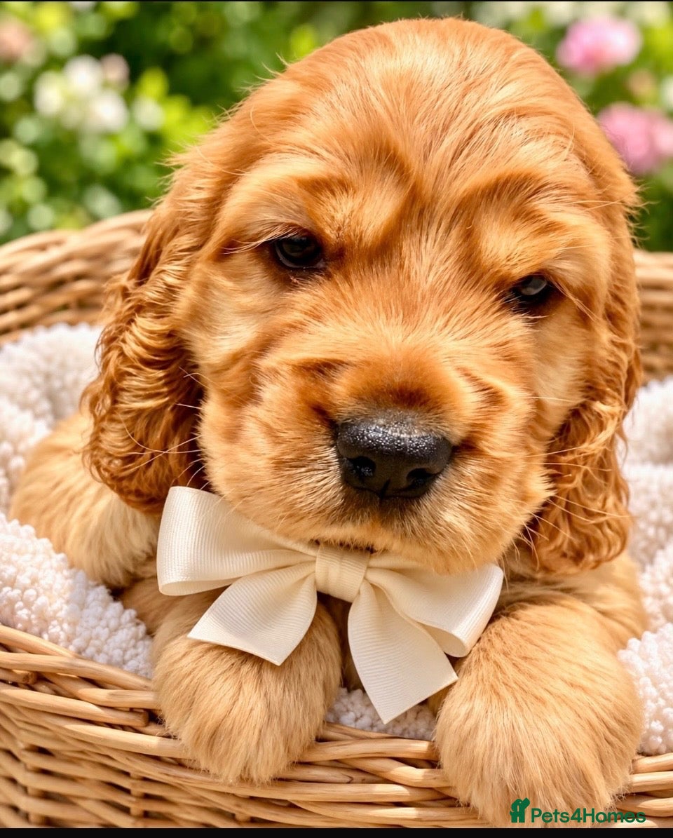 Cocker Spaniel dogs KC show cocker spaniel puppies Simbawood sire  - Advert 2
