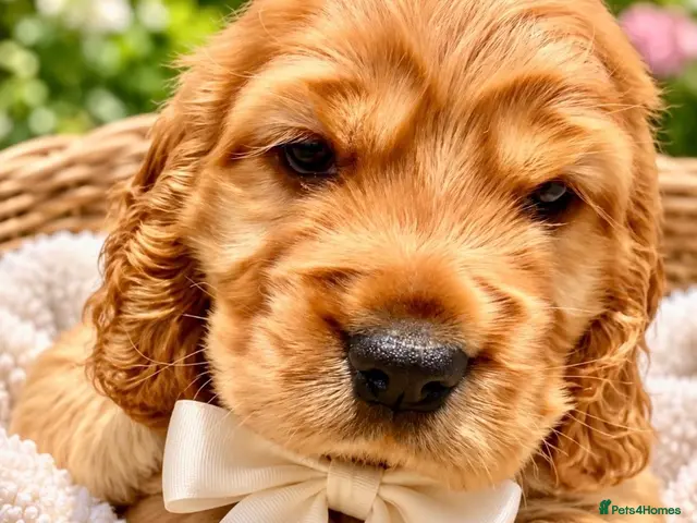 Cocker Spaniel dogs KC show cocker spaniel puppies Simbawood sire - Advert 2