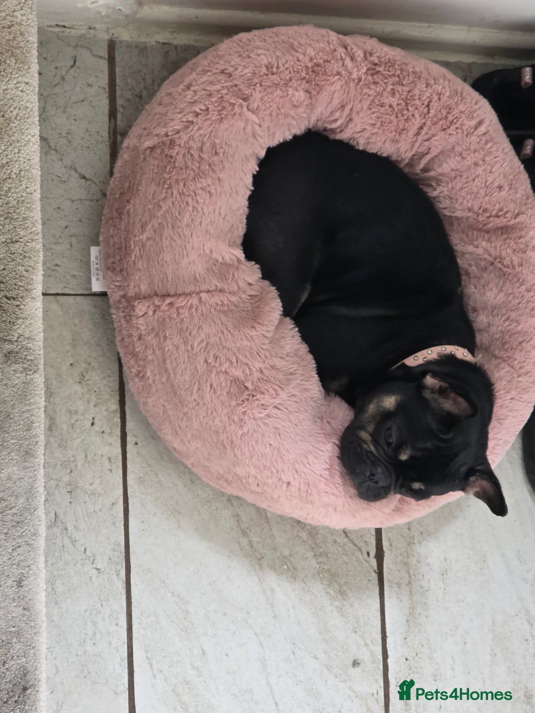 French Bulldog dogs for sale: French bulldog female - Advert 1