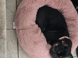 French Bulldog dogs French bulldog female - Advert 1