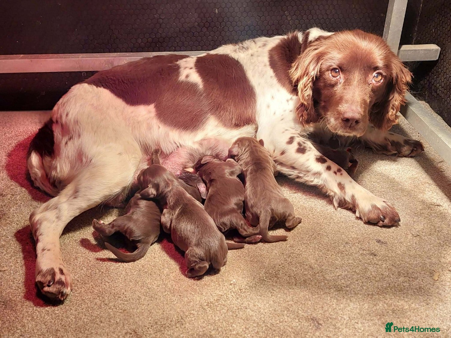 Sprocker dogs Sprocker ( Springer x Cocker ) pups for sale - Advert 1