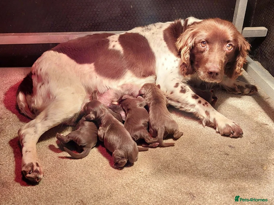 Sprocker dogs for sale: Sprocker ( Springer x Cocker ) pups for sale - Advert 1