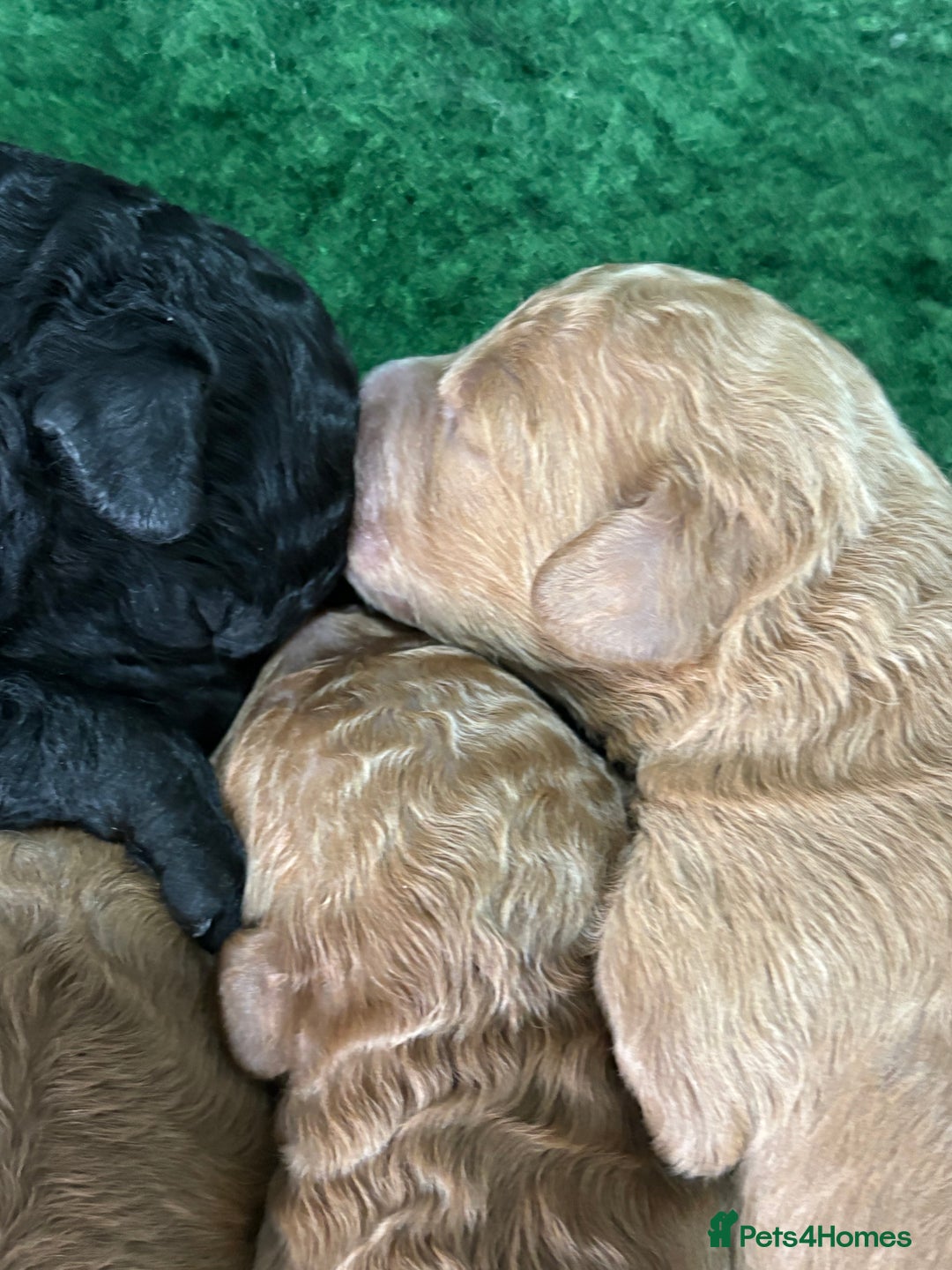 Cockapoo dogs for sale: Beautiful f1b cockapoo  - Advert 7