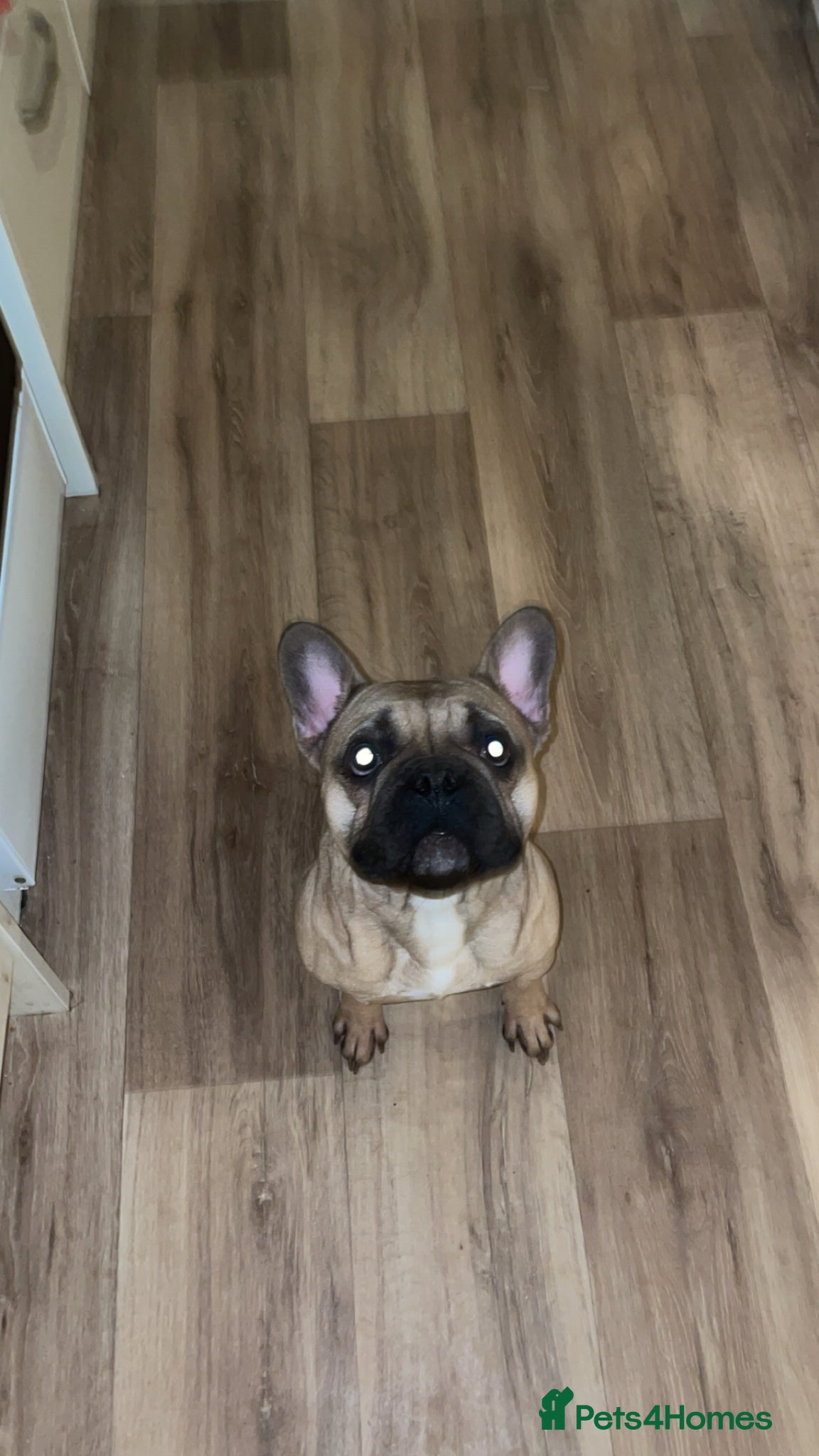 French Bulldog dogs Buddy  - Advert 2