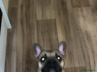 French Bulldog dogs Buddy - Advert 1