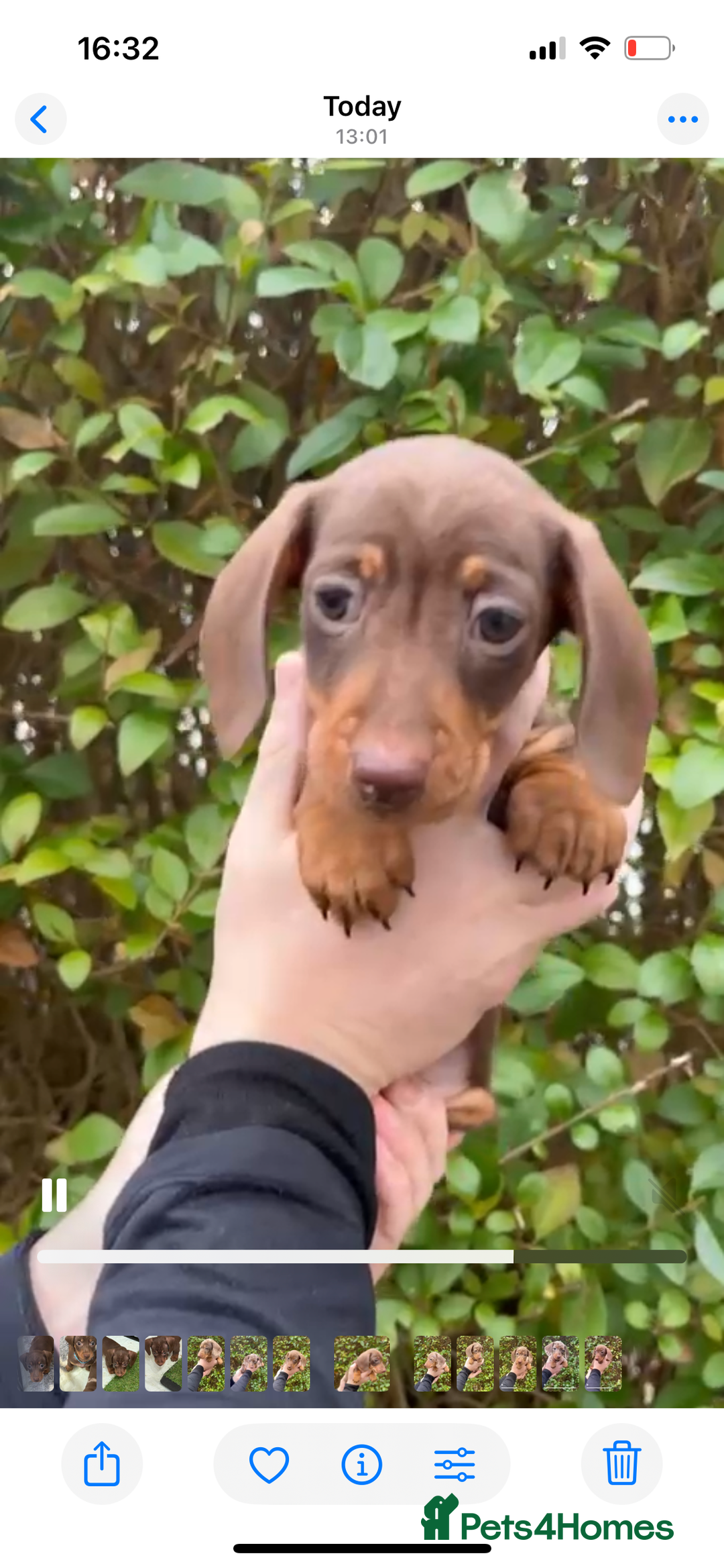 Miniature Dachshund dogs for sale: Isabella Dapple & chocolate & tan-dachshunds,  - Advert 19