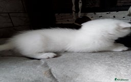 Scottish Fold cats for sale: ready to leave!!two cutie Scottish fold girls  - Image 14