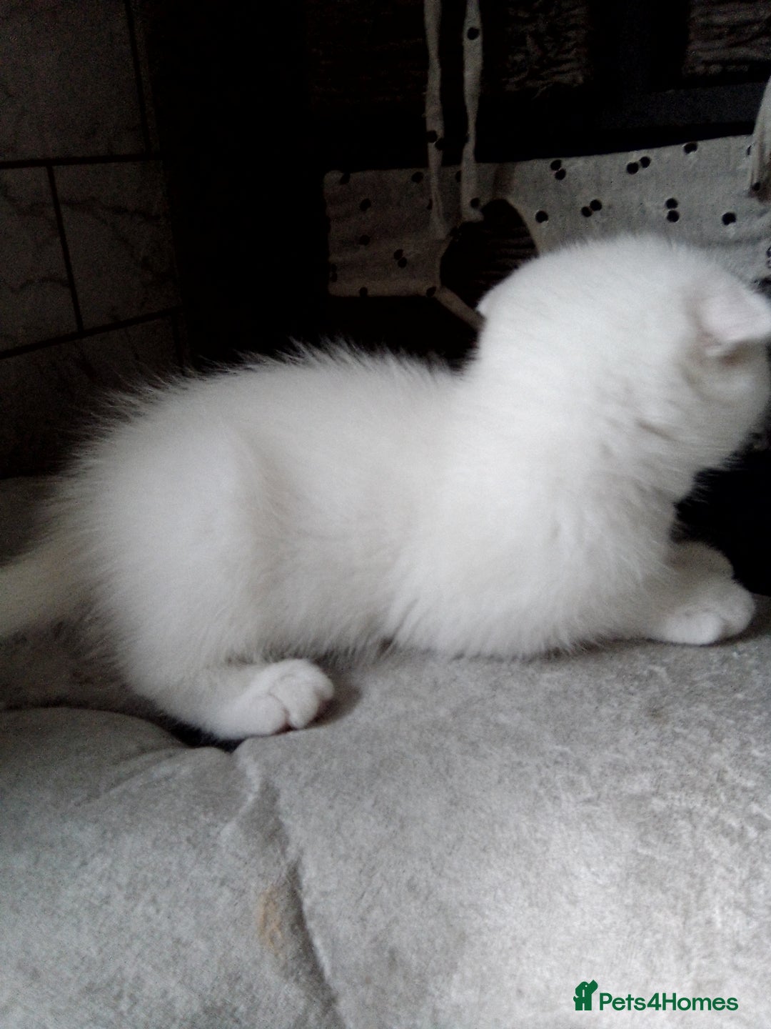 Scottish Fold cats for sale: ready to leave!!two cutie Scottish fold girls  - Image 14
