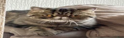 Exotic cats for sale: Exotic short hair tabby  in Bradford - Advert 6