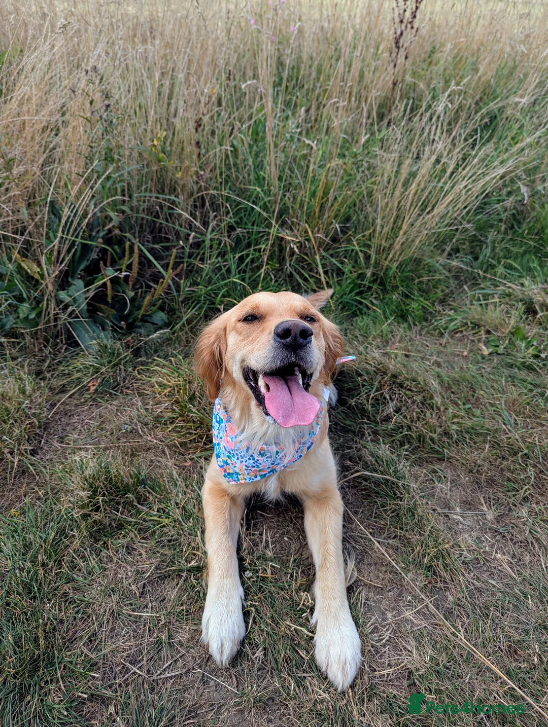 Golden Retriever dogs for sale: Kennel Club Registered Golden Retriever Puppies  - Advert 1