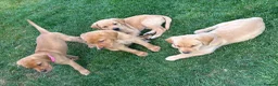 Labrador Retriever dogs for sale: Bitches available from litter of 7 - Advert 4