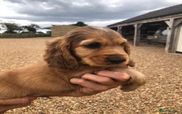 Cocker Spaniel dogs for sale: 3 BOYS 1 GIRL REMAINING  💙💙💙🩷 - Image 9