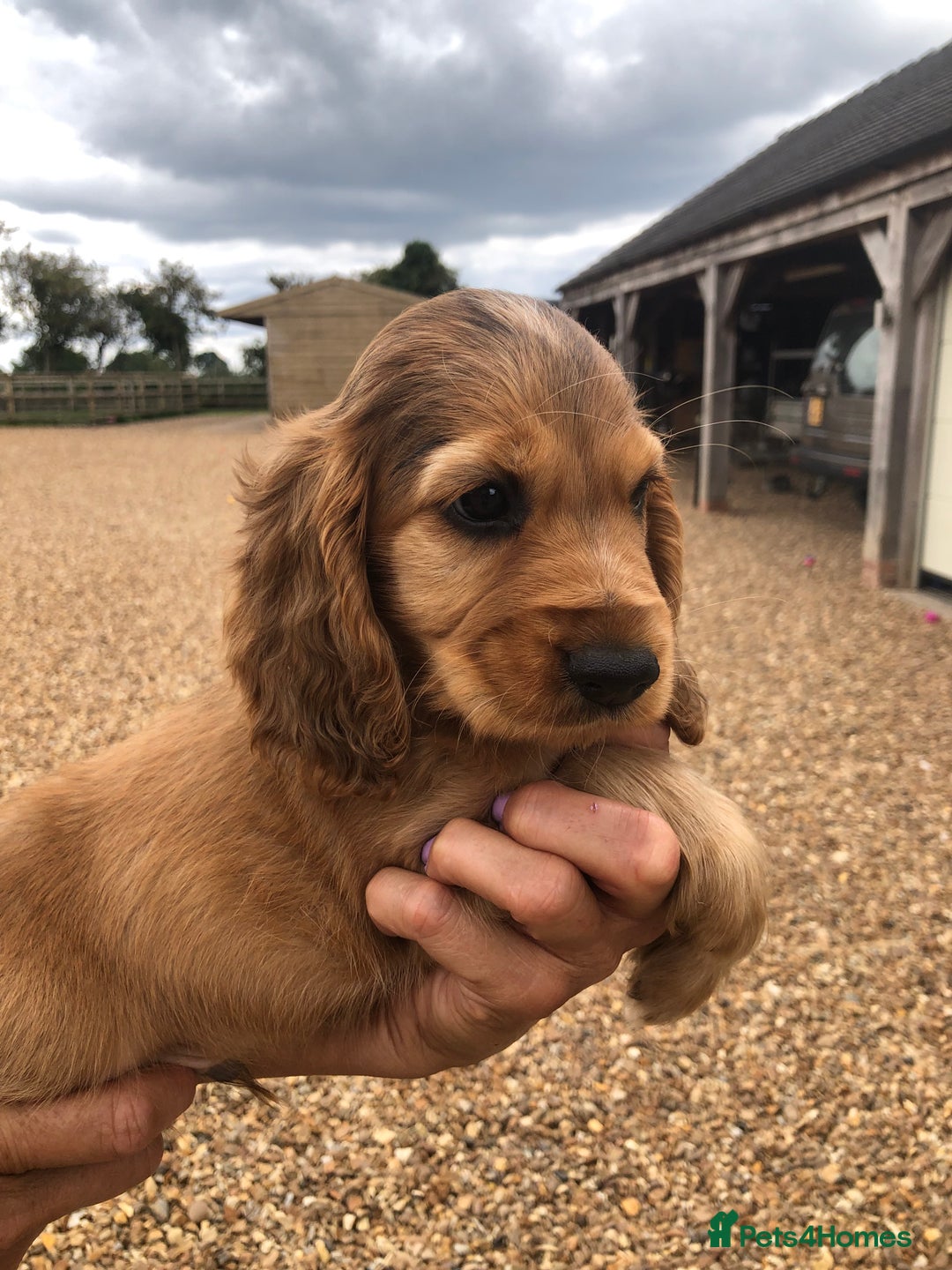 Cocker Spaniel dogs for sale: 3 BOYS 1 GIRL REMAINING  💙💙💙🩷 - Image 9
