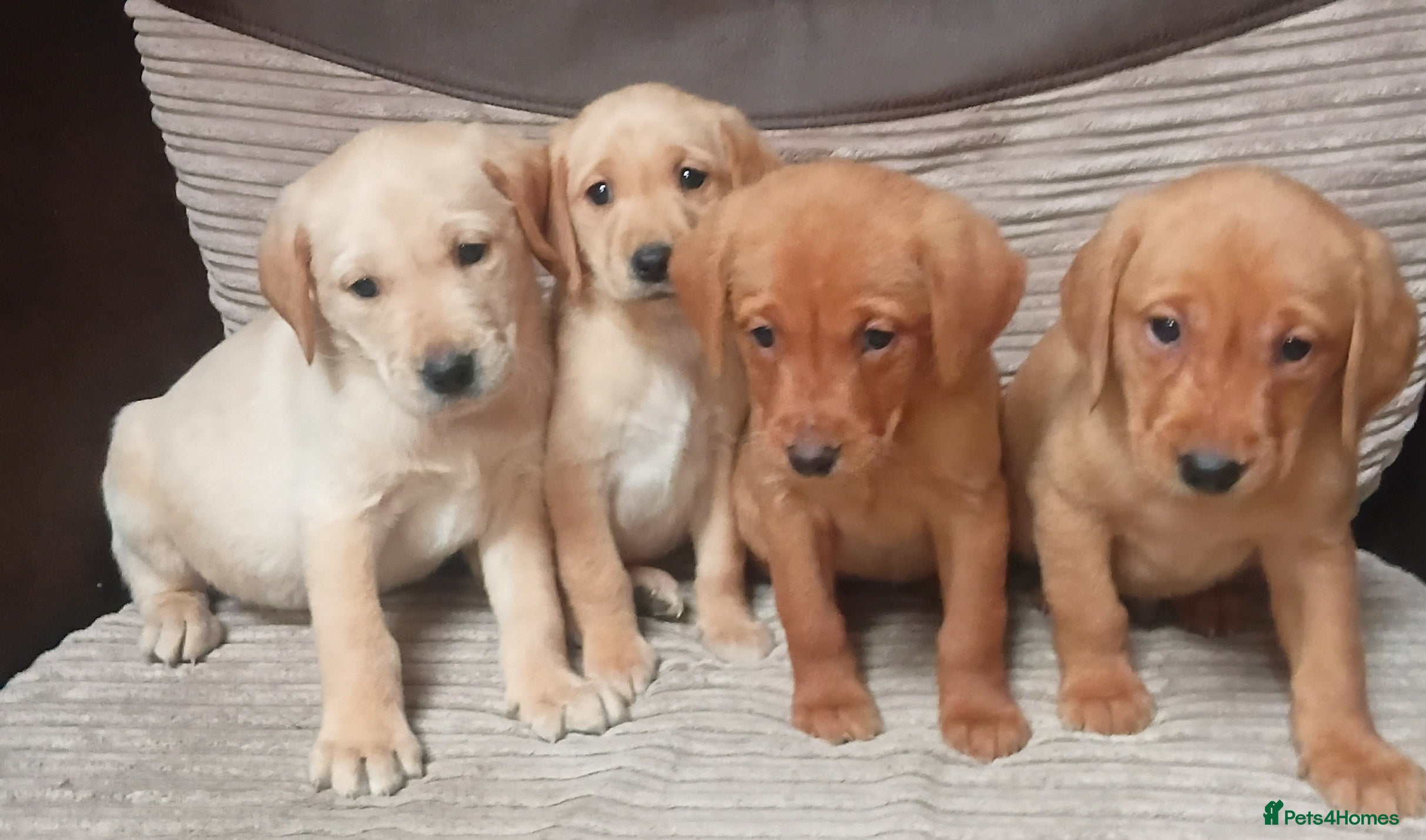 Labrador Retriever dogs Labrador puppies  - Advert 6