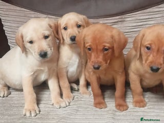 Labrador Retriever dogs Labrador puppies - Advert 3
