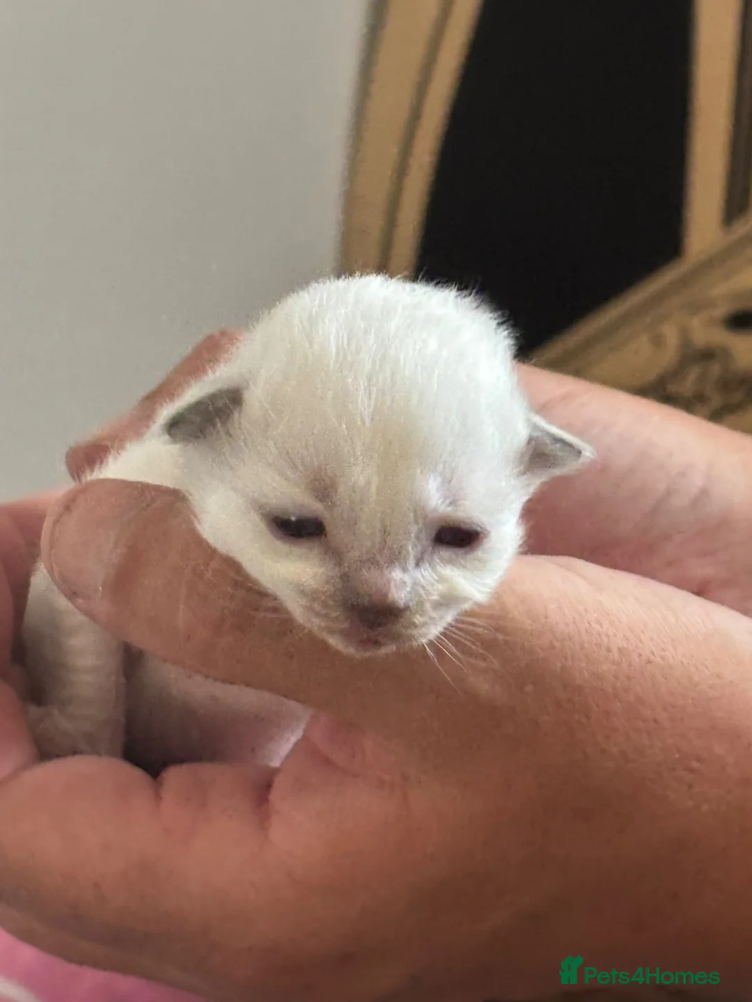 Ragdoll cats for sale: Ragdoll blue mitted kittens born 10/07-26 - Advert 1
