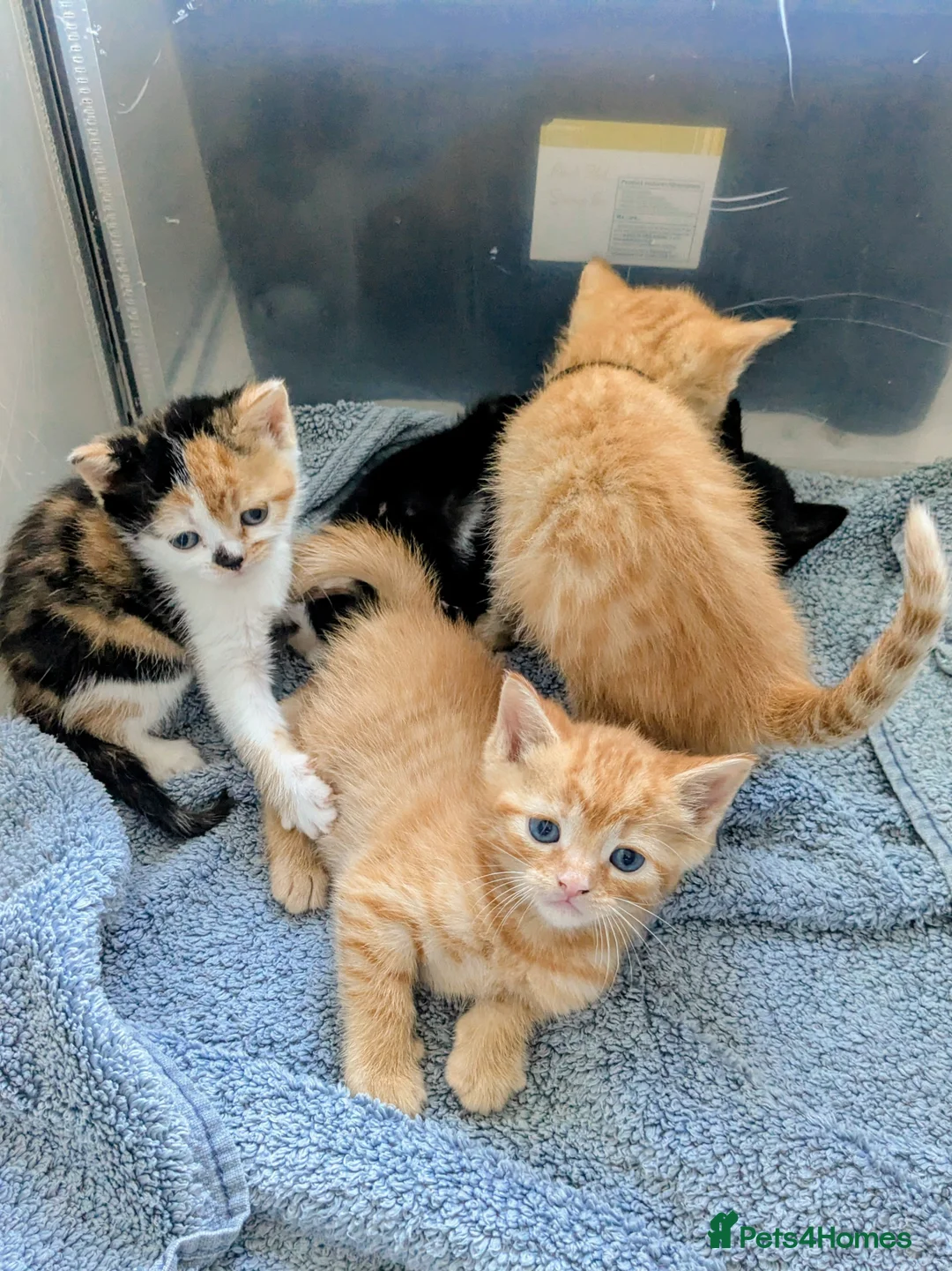 Mixed Breed cats for sale: 4 Kittens - Mother Half Ragdoll - Advert 2