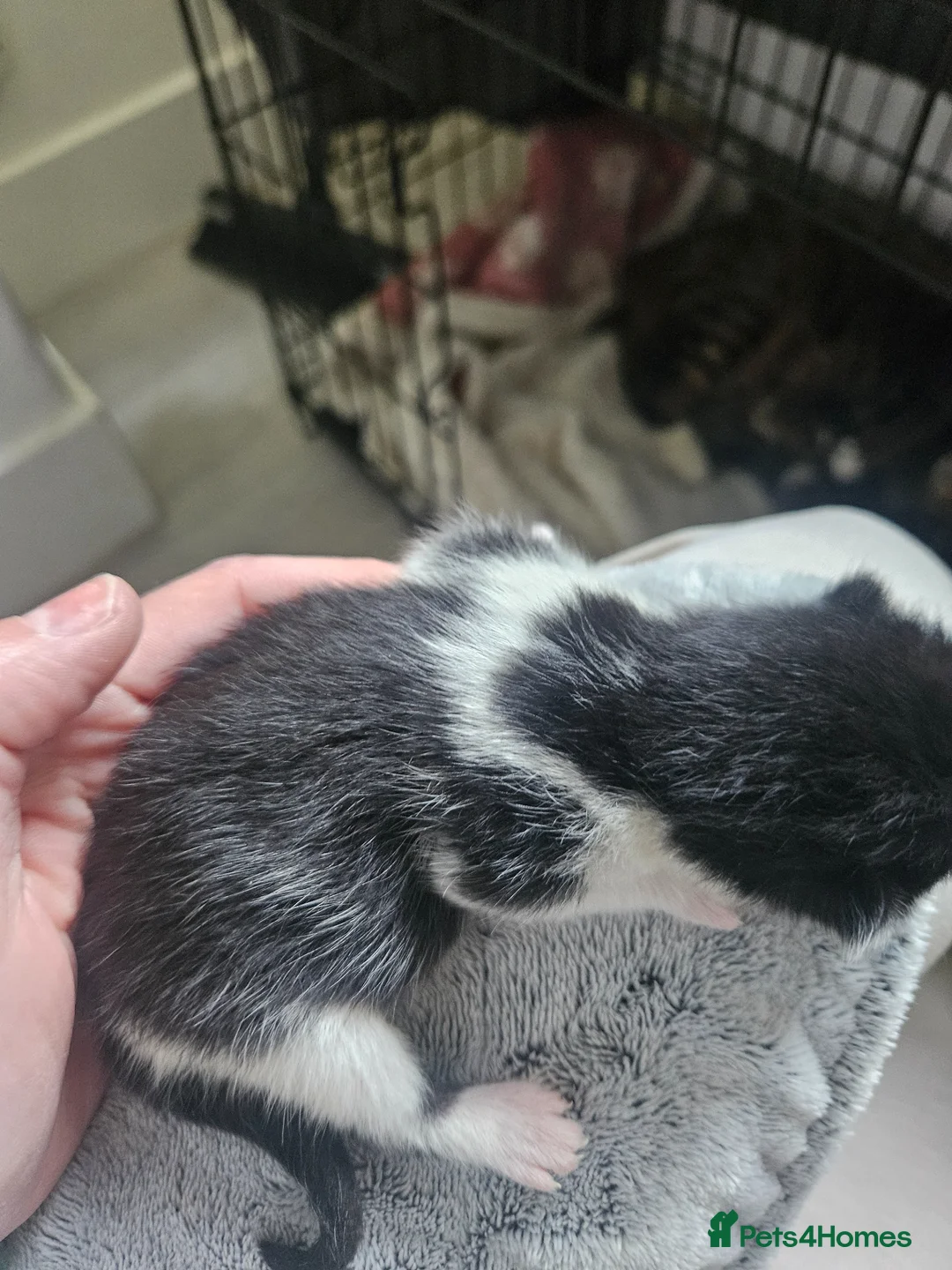 Maine Coon cats for sale: Maine coon mix kittens - Advert 9