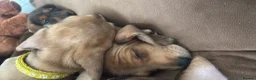 Miniature Dachshund dogs for sale: 3 gorgeous miniature Dachshunds. 🐶 READY TO GO!  - Advert 15