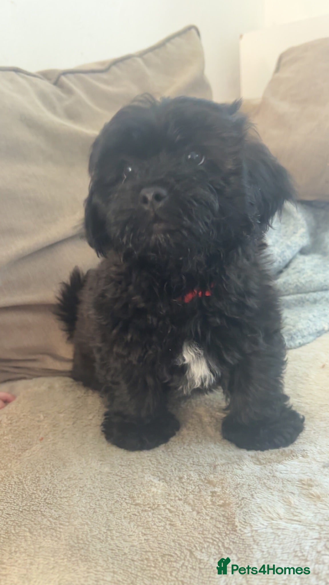 Lhasapoo dogs Beautiful Lhasapoo Puppies - Advert 1