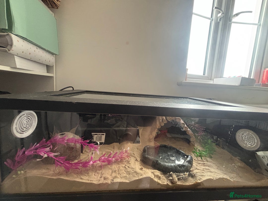 Snake reptiles for sale: Sand boa  - Image 3