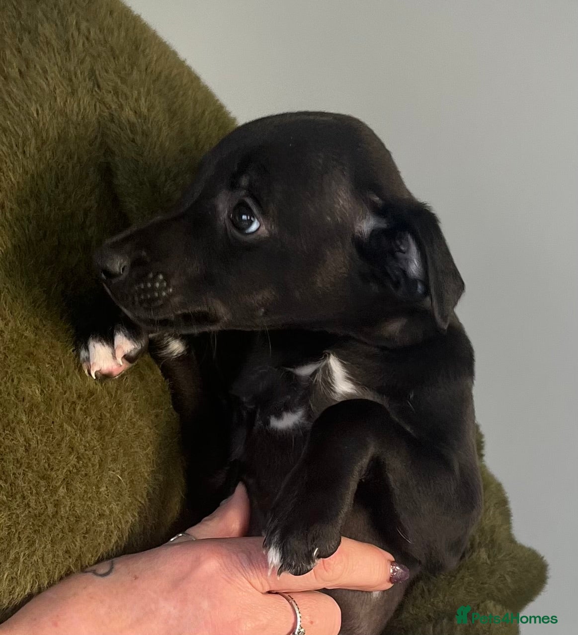 Whippet dogs KC registered stunning small whippet pups - Advert 5