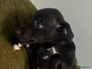 Whippet dogs KC registered stunning small whippet pups - Advert 16