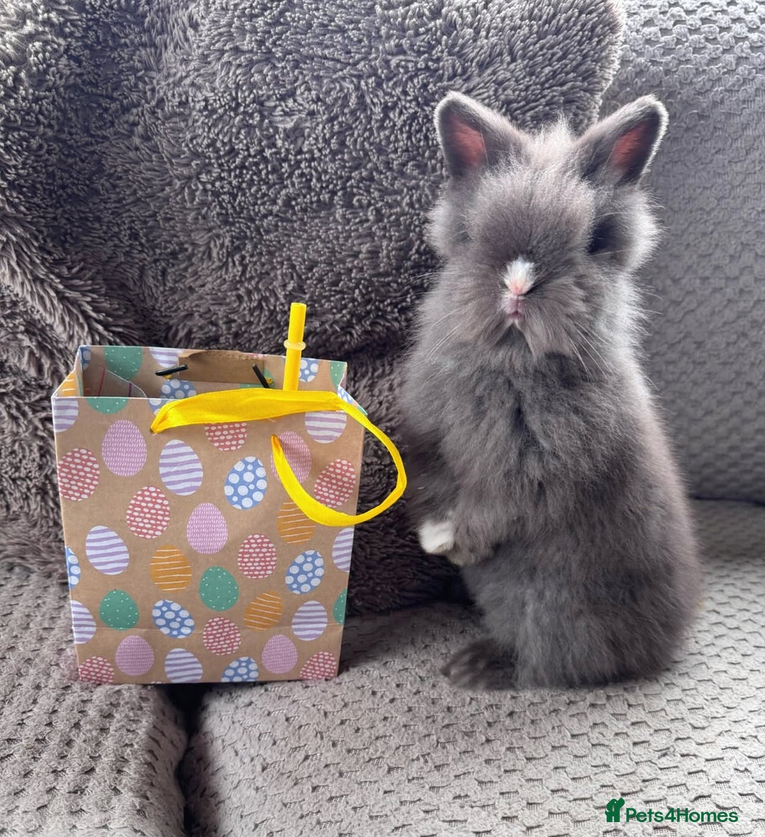 Lionhead rabbits for sale: Beautiful double maned Lionhead buns 🫶🏻 🐰  - Advert 5