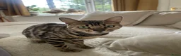 Bengal cats for sale: Stunning TICA REG UNSPAYED rosetted Bengal Queen - Advert 1