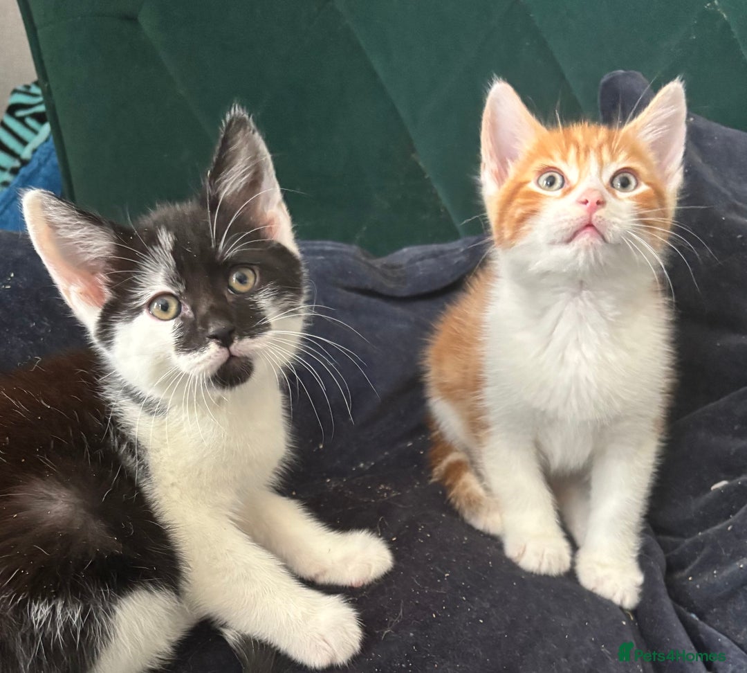 Mixed Breed cats for sale: 4 Gorgeous little boys  - Image 30