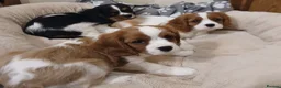 Cavalier King Charles Spaniel dogs for sale:  Health tested puppies ready now - Advert 5
