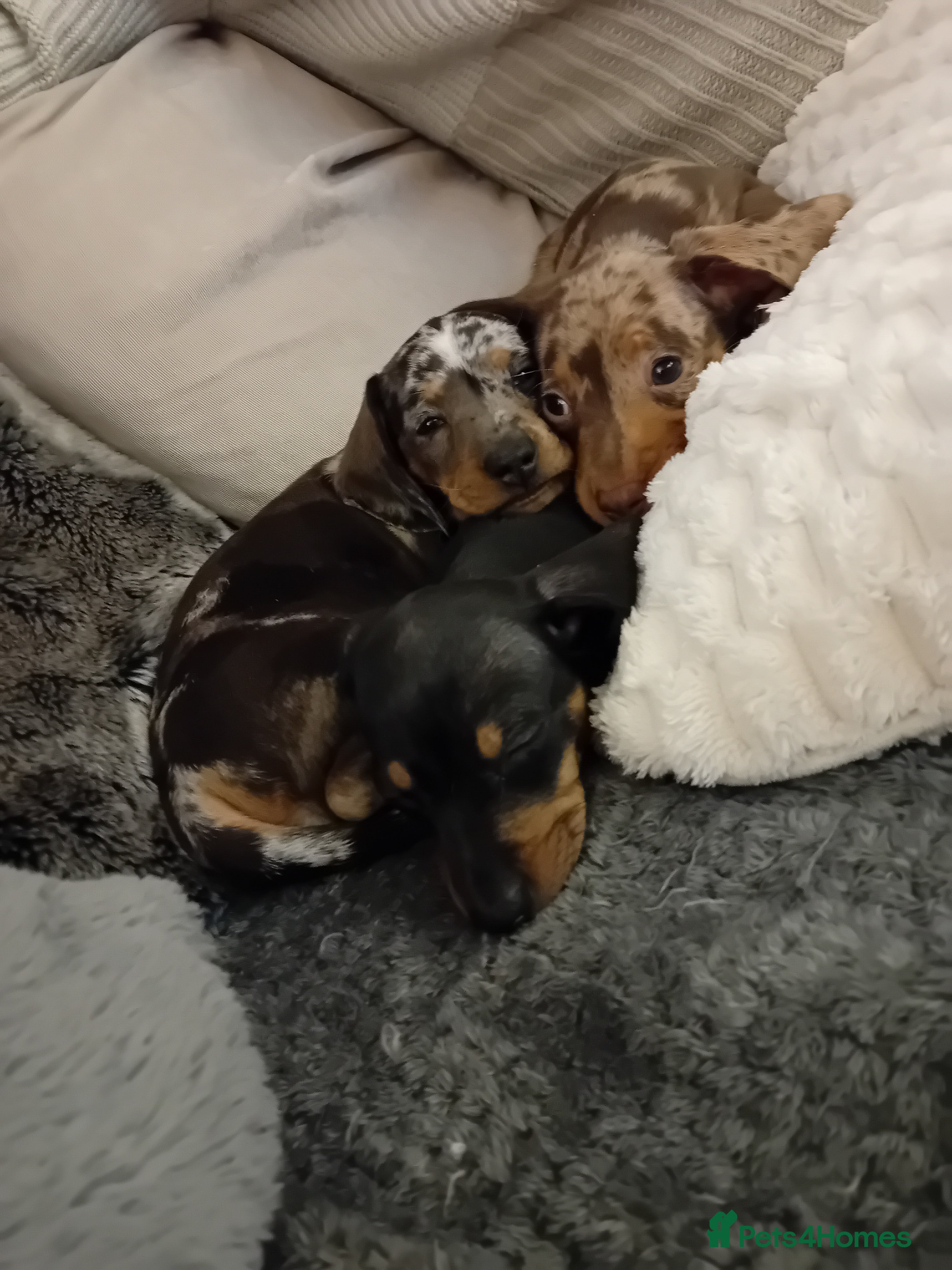 Dachshund dogs 3 beautiful small dachshund puppies  - Advert 1