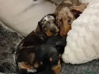Dachshund dogs 3 beautiful small dachshund puppies - Advert 1