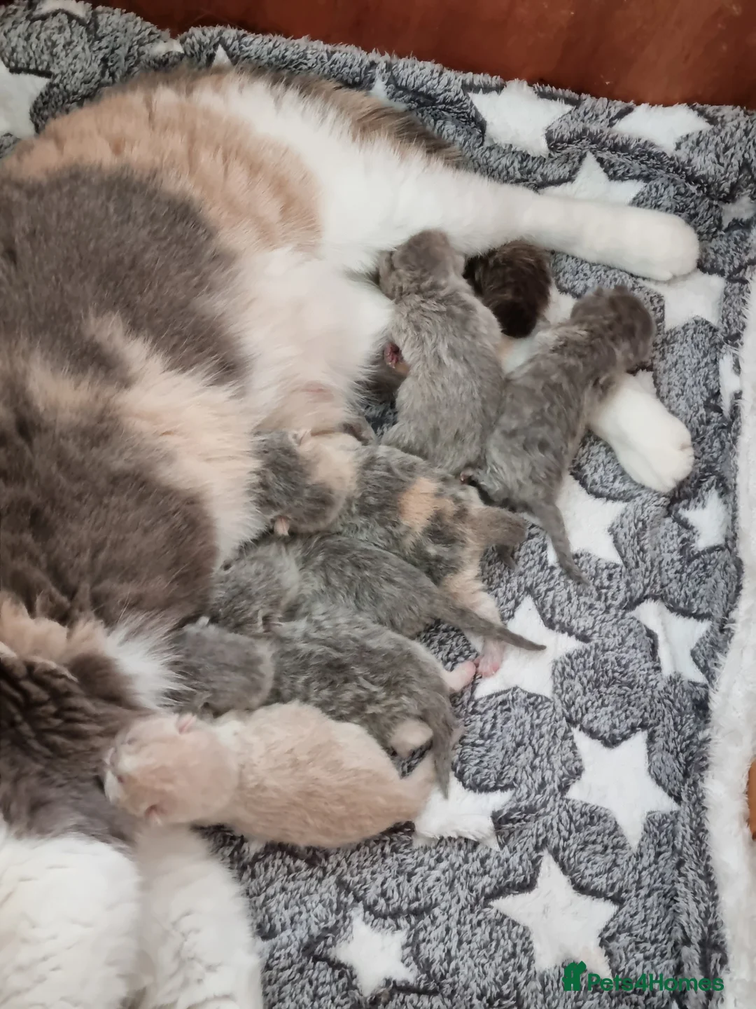 British Shorthair cats for sale: Beautiful sweet Britis Shorthair. Blue/cream  in Newport - Advert 1