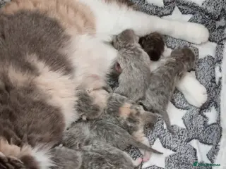 British Shorthair cats Beautiful sweet Britis Shorthair. Blue/cream - Advert 8