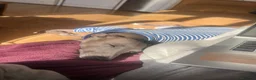 Italian Greyhound dogs for sale: Loving Home Needed for The Best Italian Greyhound  - Advert 5