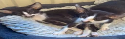 Oriental cats for sale: GCCF Oriental kittens  - Advert 3