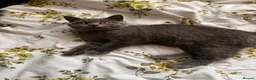 British Shorthair cats for sale: Purebred Brtish Shorthair - Advert 11